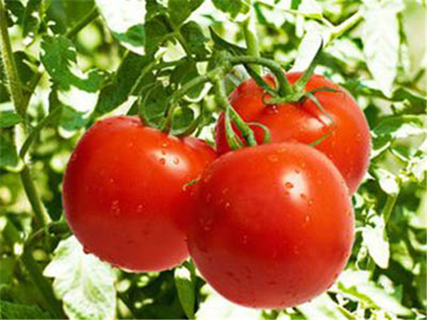 溫室大棚番茄“起棱”如何處理