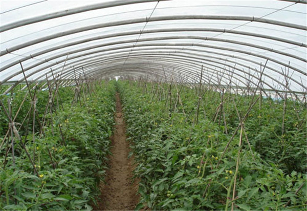 溫室大棚秋延茬西紅柿的苗期管理